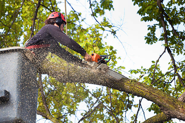 Tree Branch Trimming in Nooksack, WA